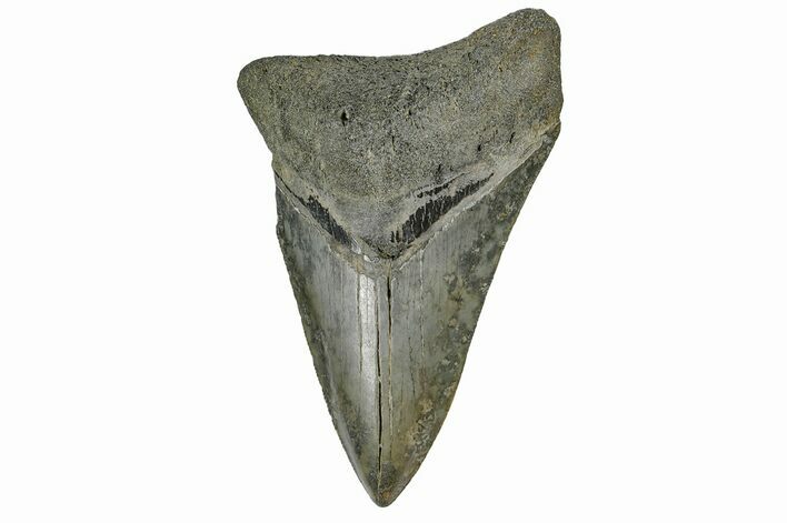Bargain, Fossil Megalodon Tooth - South Carolina #165412